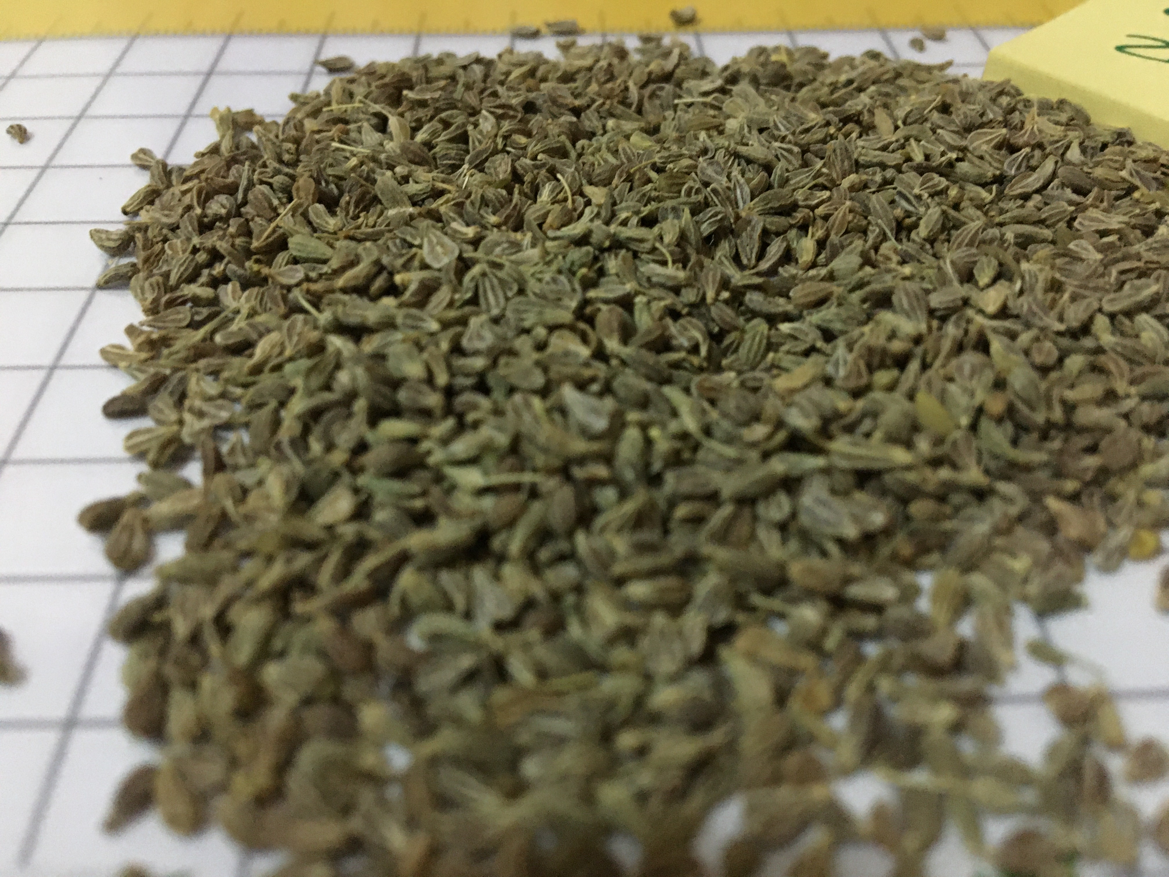 Anise Seeds (Pimpinella anisum) – Premium Egyptian Anise