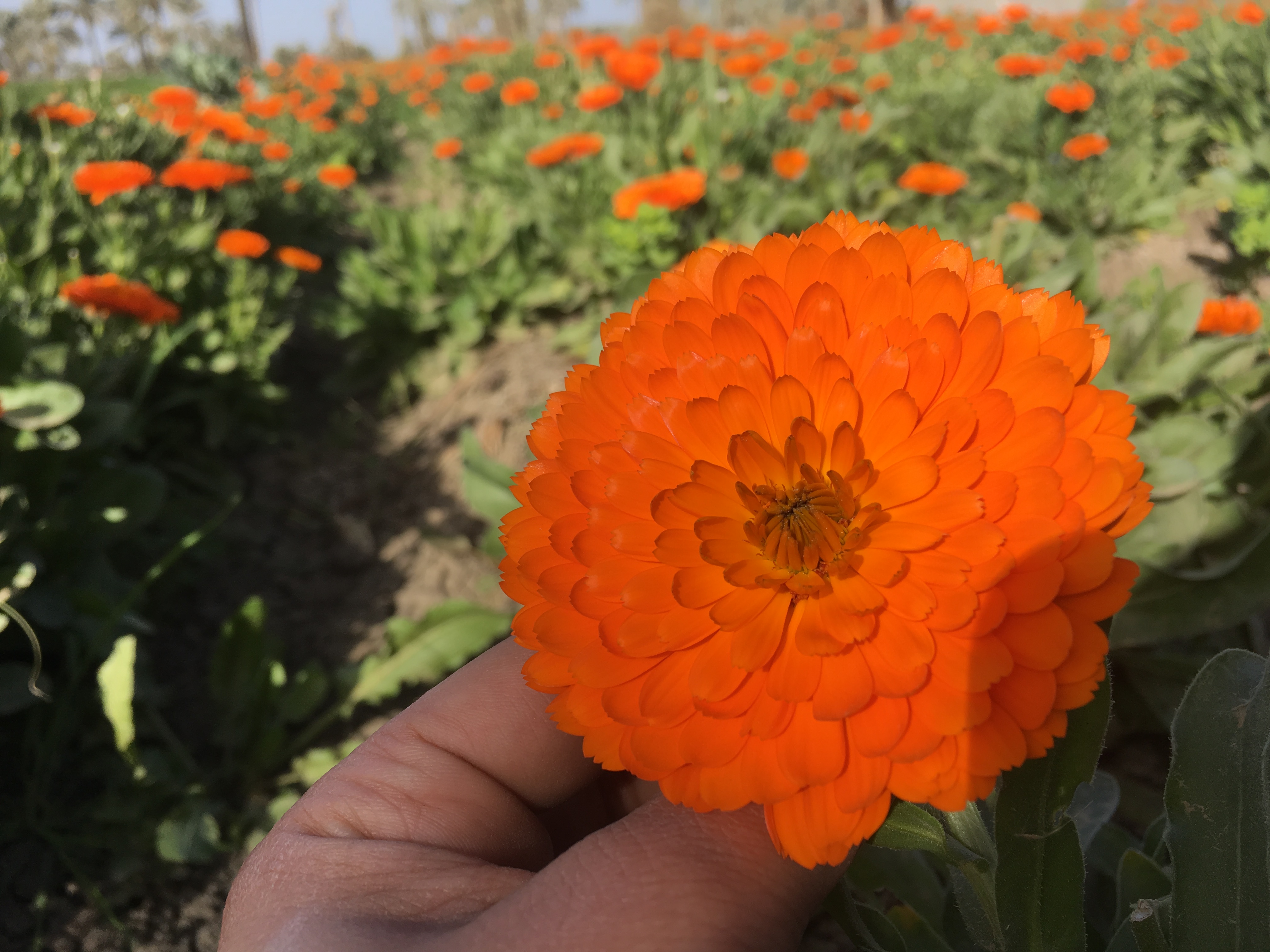 Dried Marigold Flowers (Calendula officinalis)
