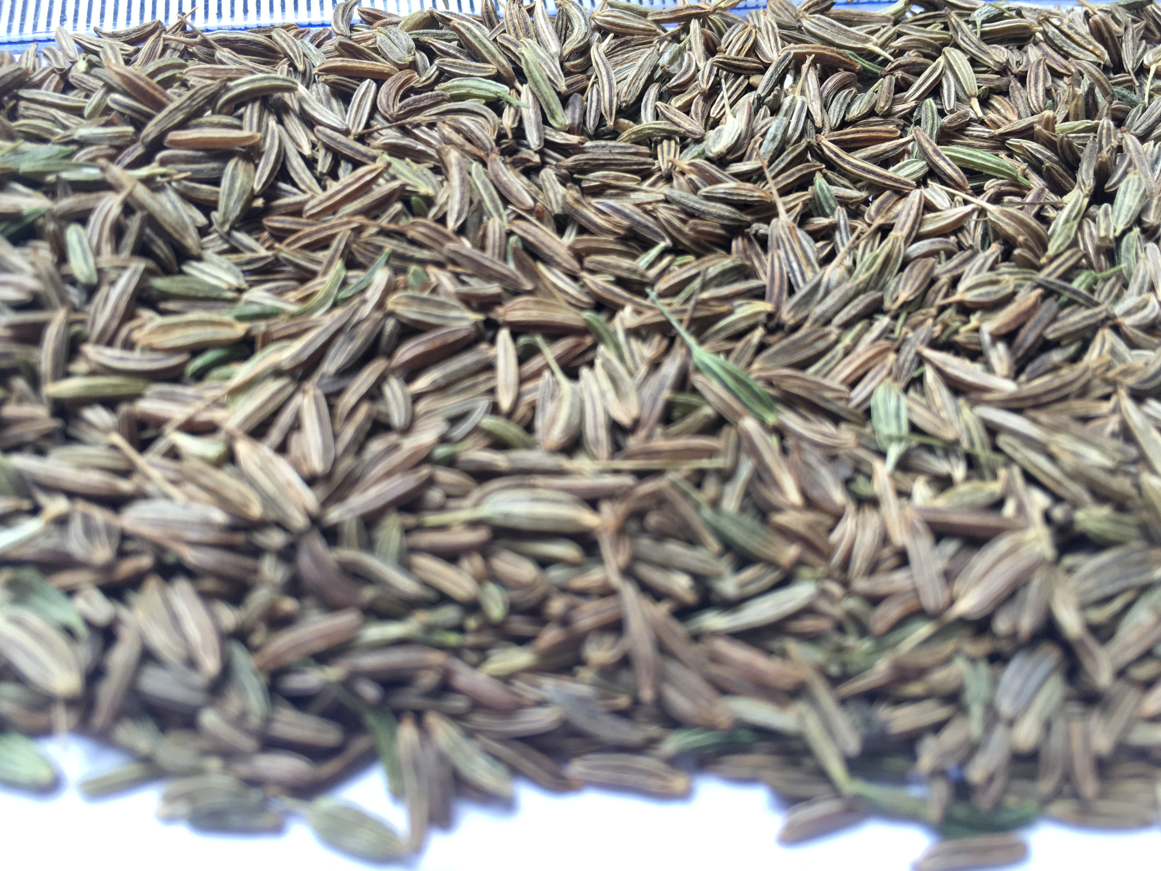 Caraway Seeds (Carum carvi)