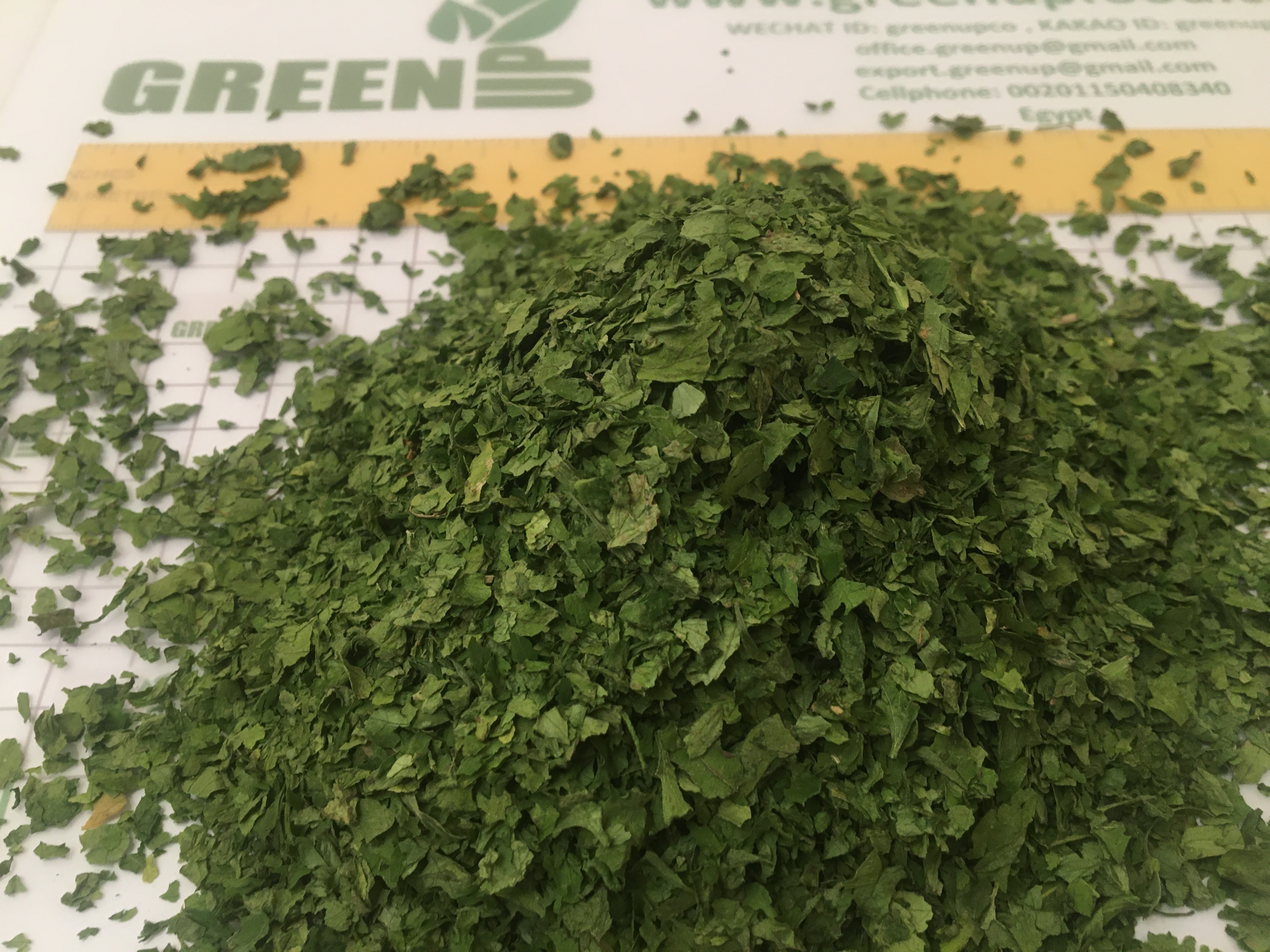 Dried Celery Leaves (Apium graveolens)