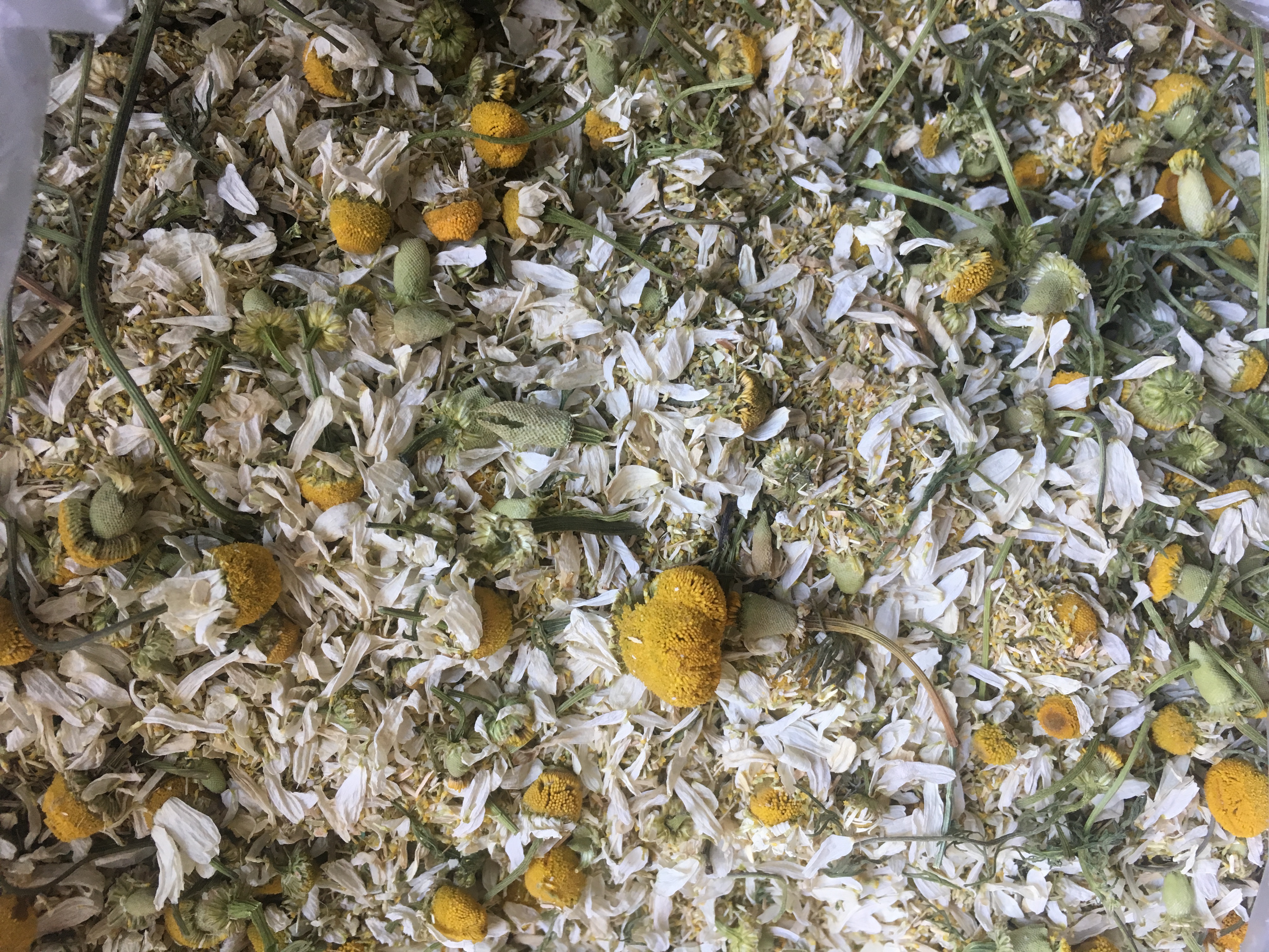 Dried Chamomile Flowers (Matricaria chamomilla)