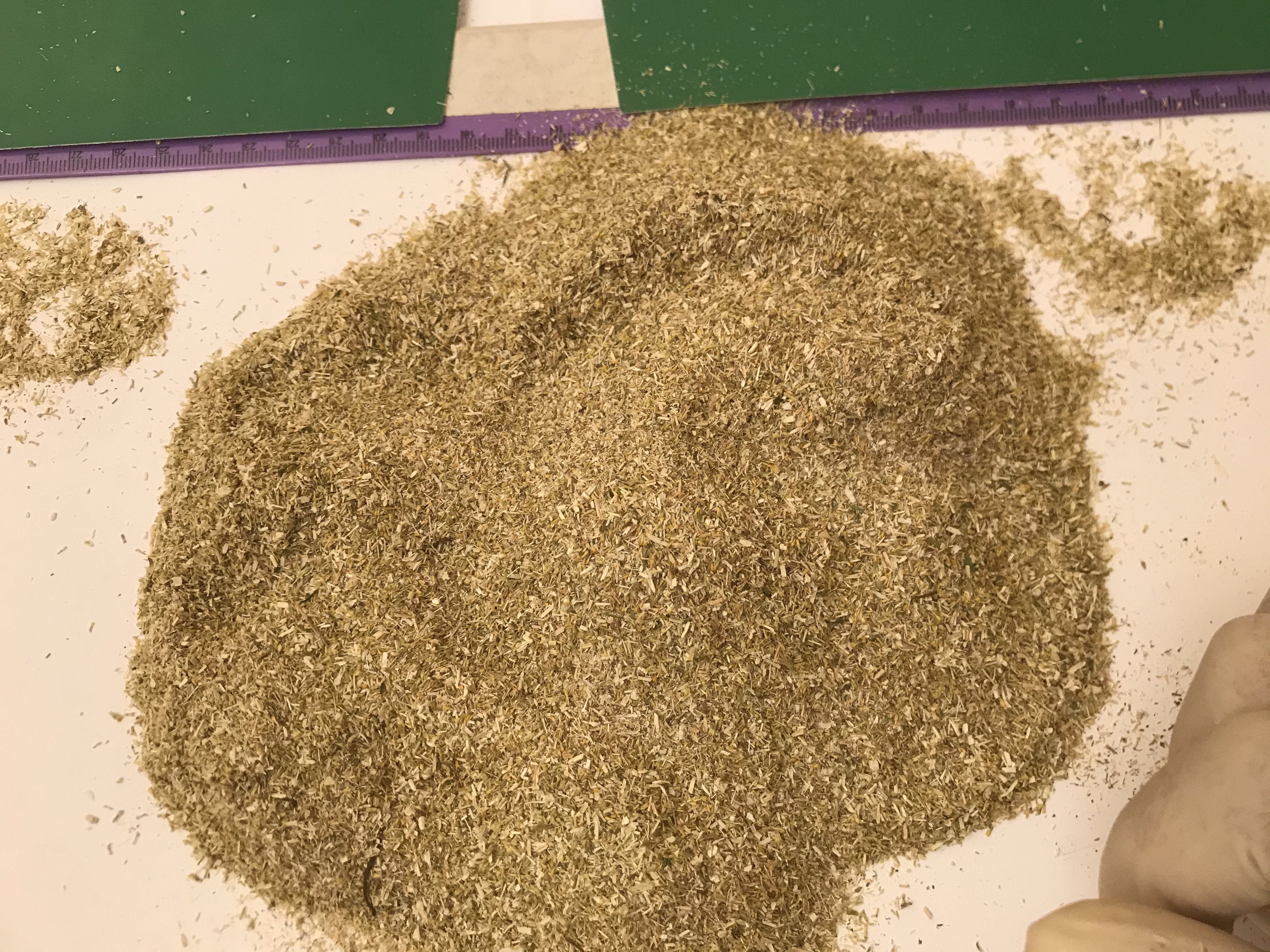 Chamomile TBC (Matricaria chamomilla)
