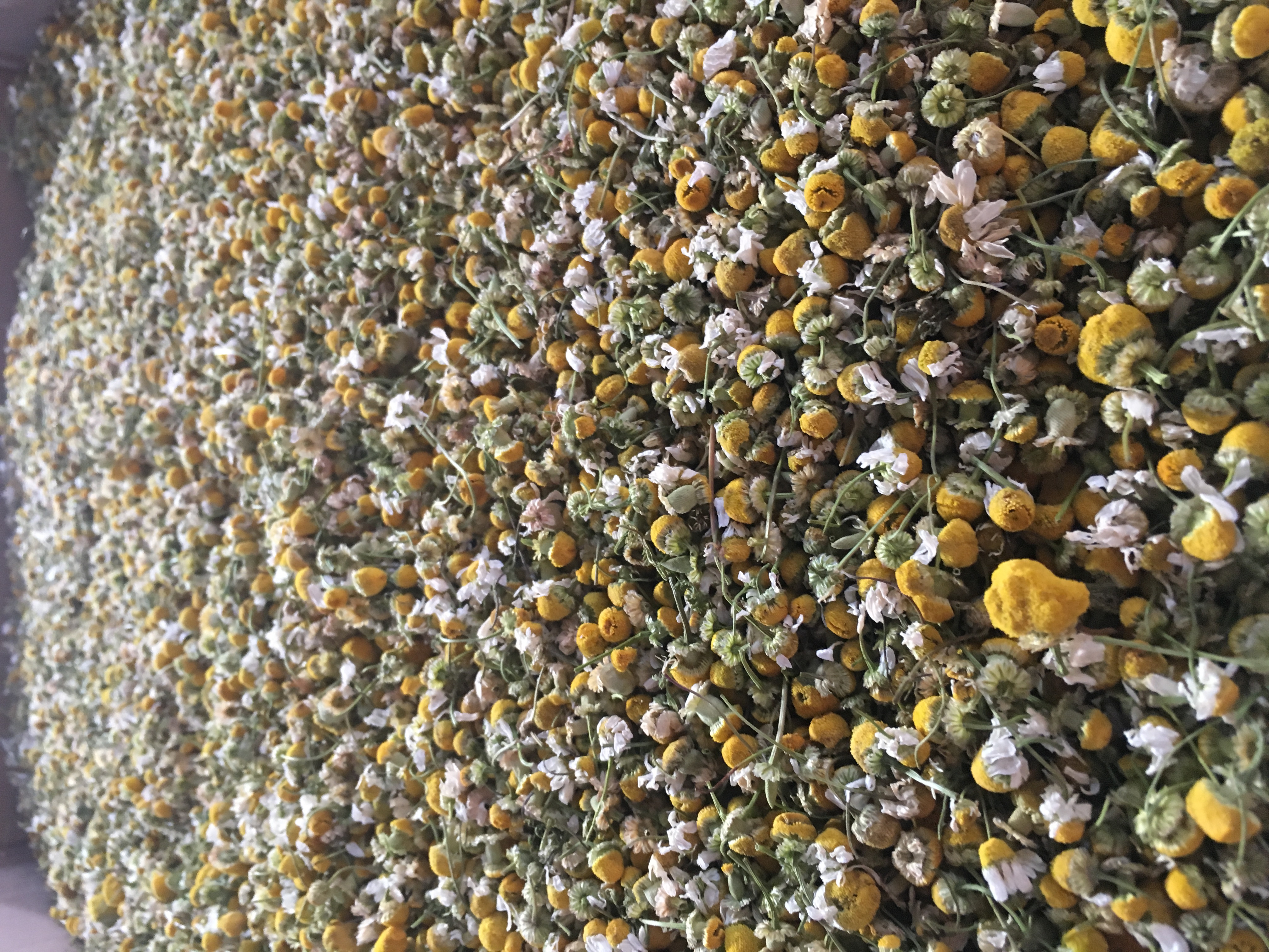 Dried Chamomile Whole Flowers (Matricaria chamomilla)