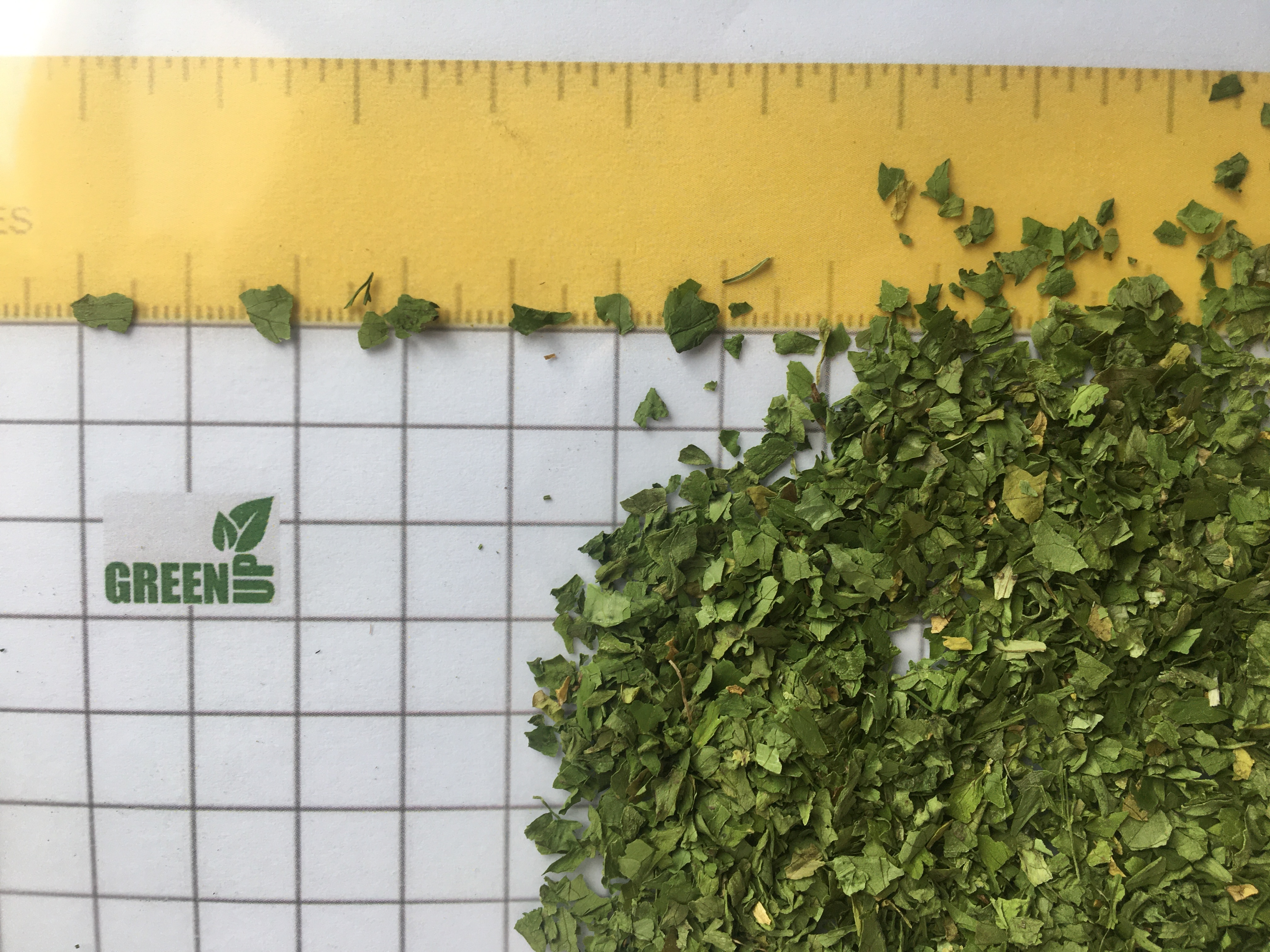 Dried Coriander Leaves (Coriandrum sativum)