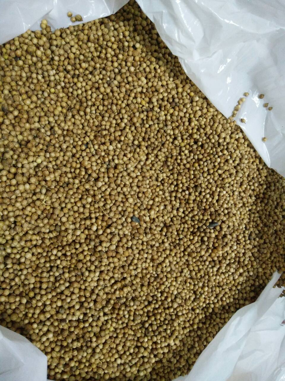 Dried Coriander Seeds (Coriandrum sativum)