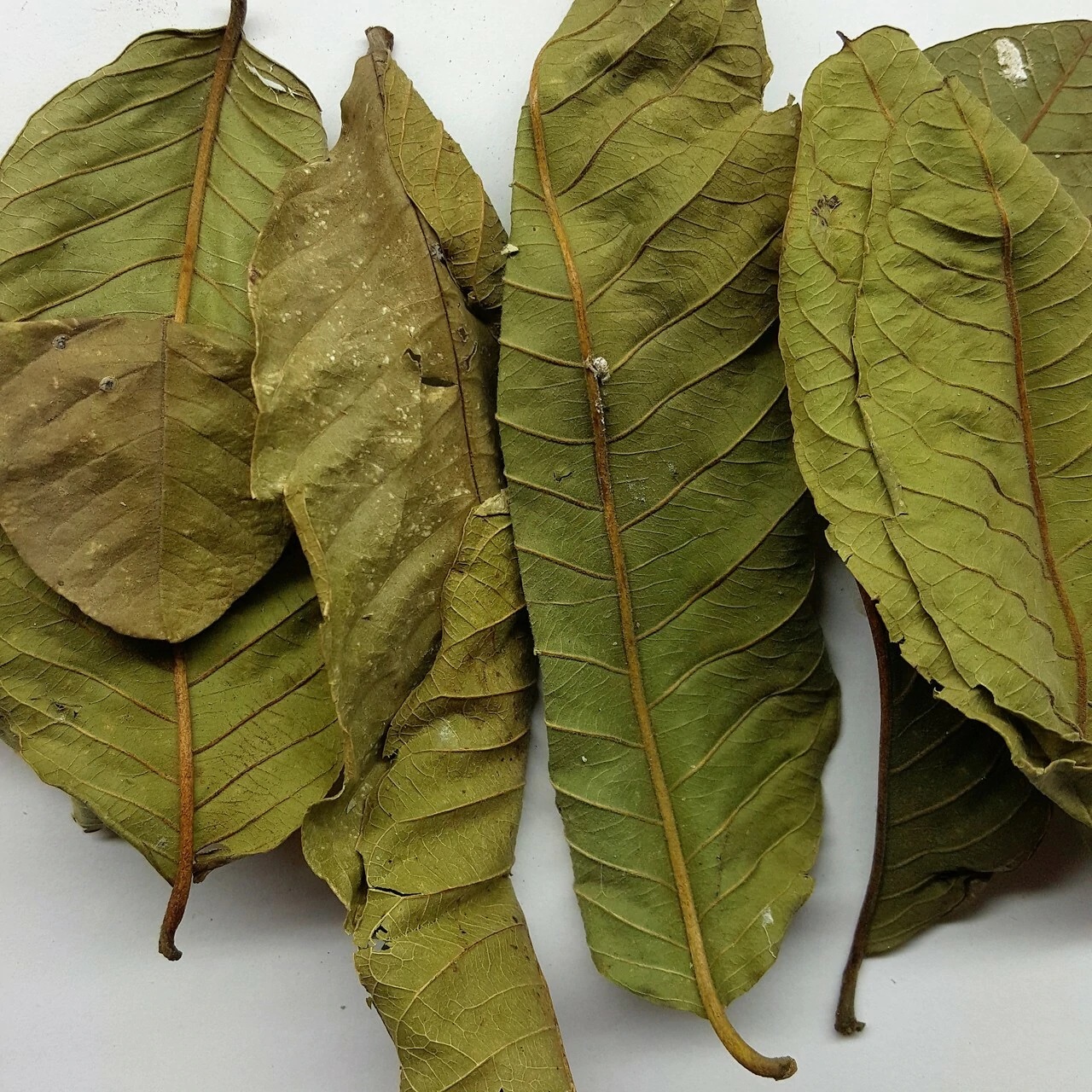Dried Guava Leaves (Psidium guajava)