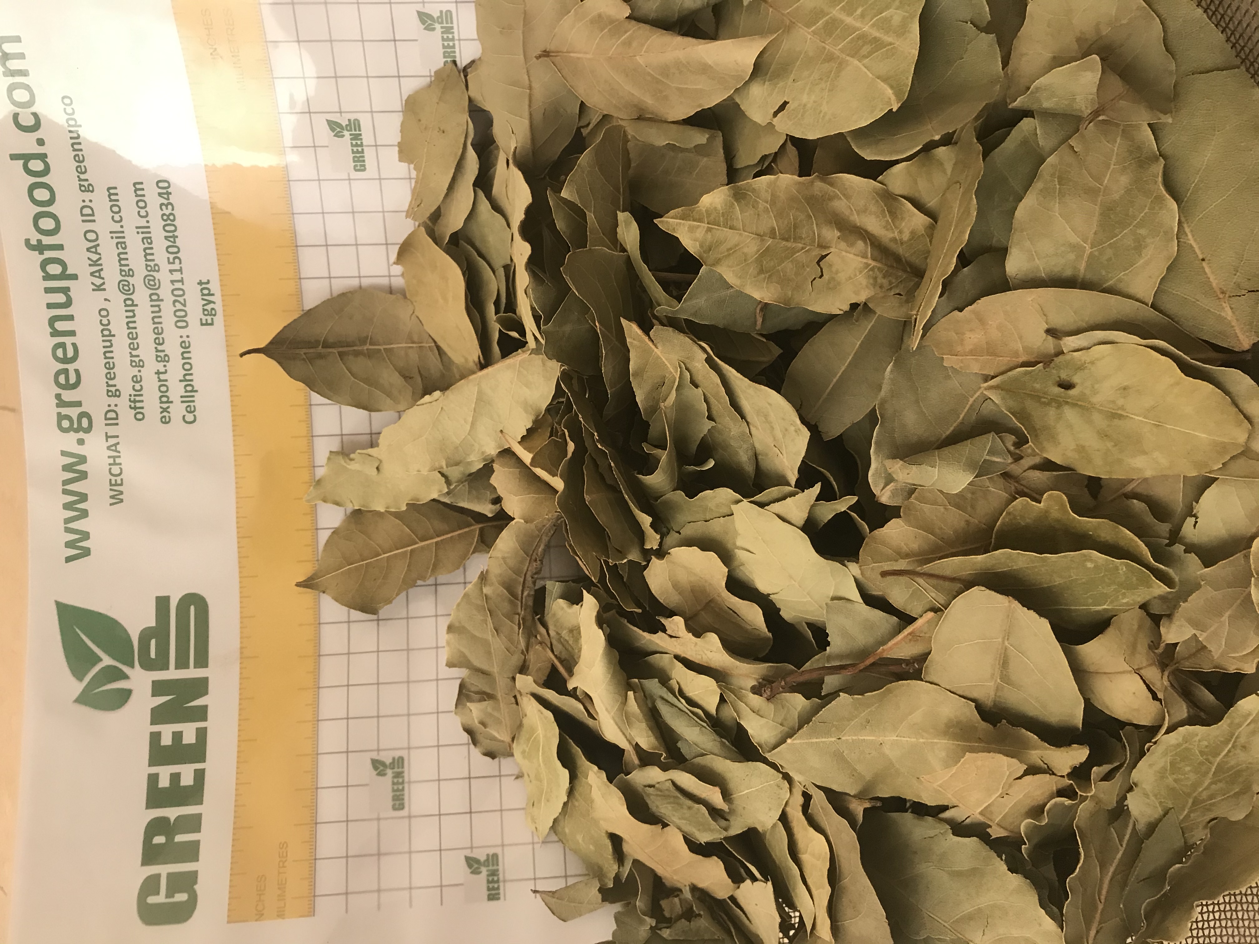 Dried Laurel Leaves (Laurus nobilis)