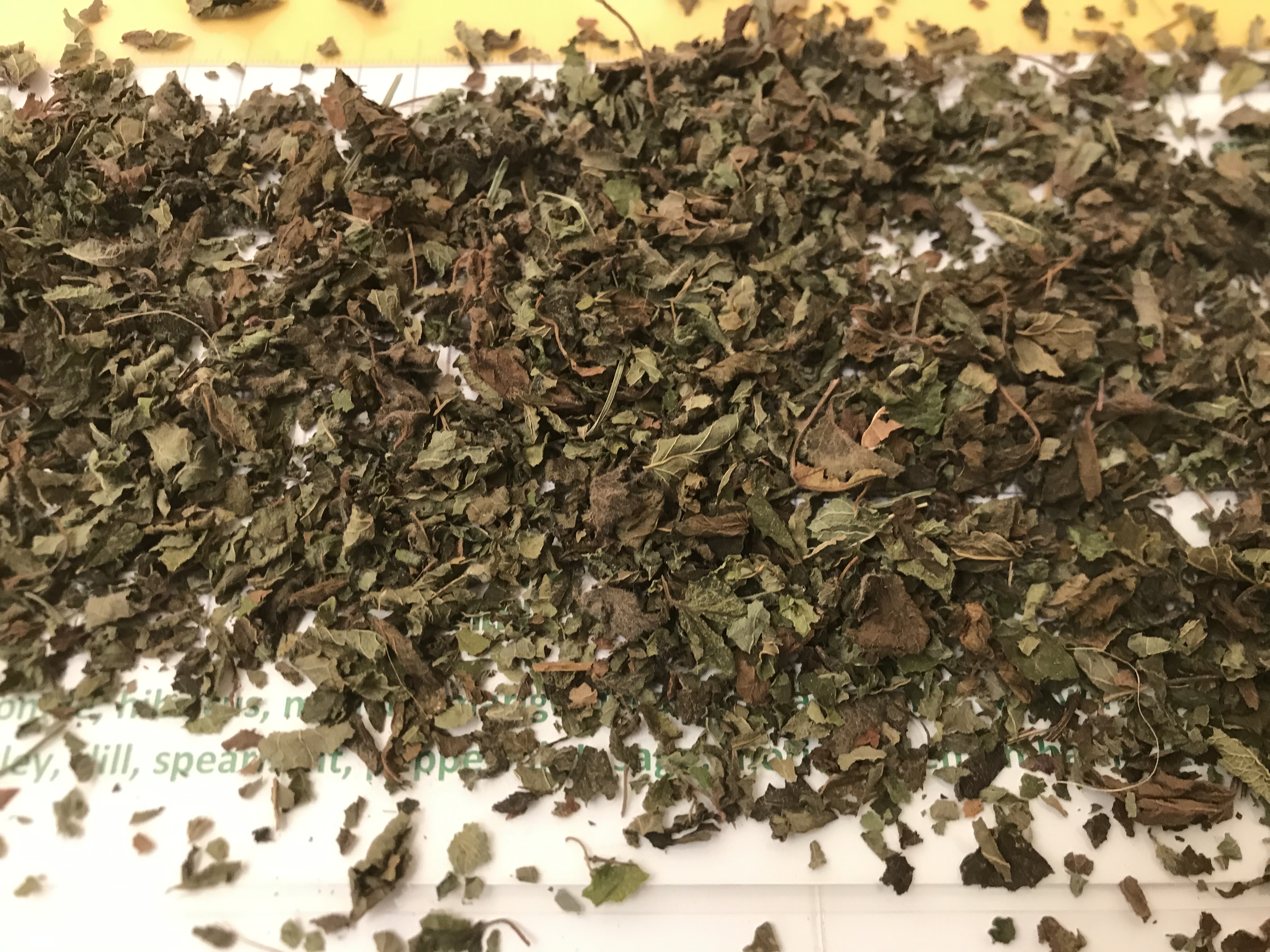 lemon balm, melissa