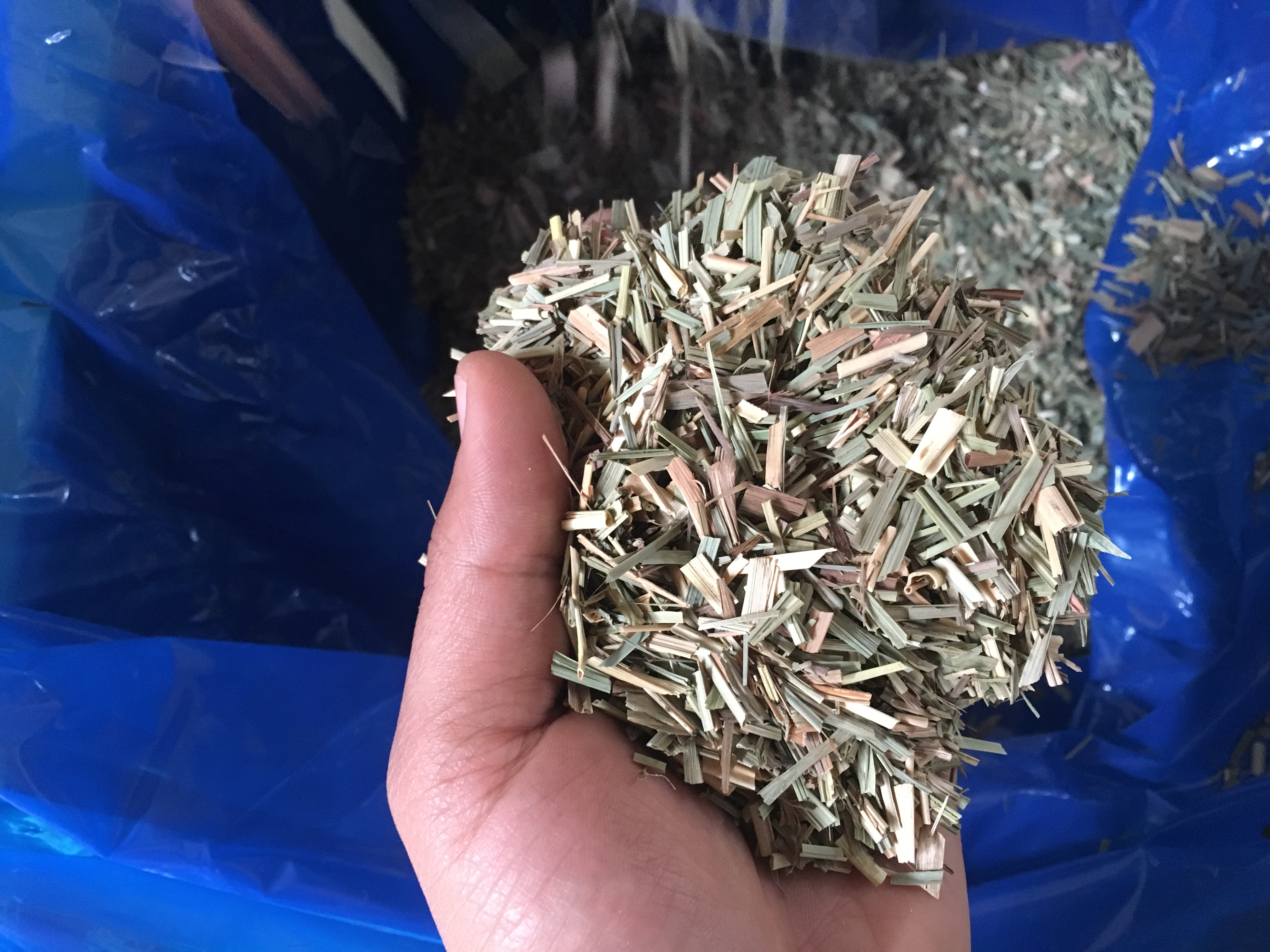 Dried Lemongrass (Cymbopogon citratus)