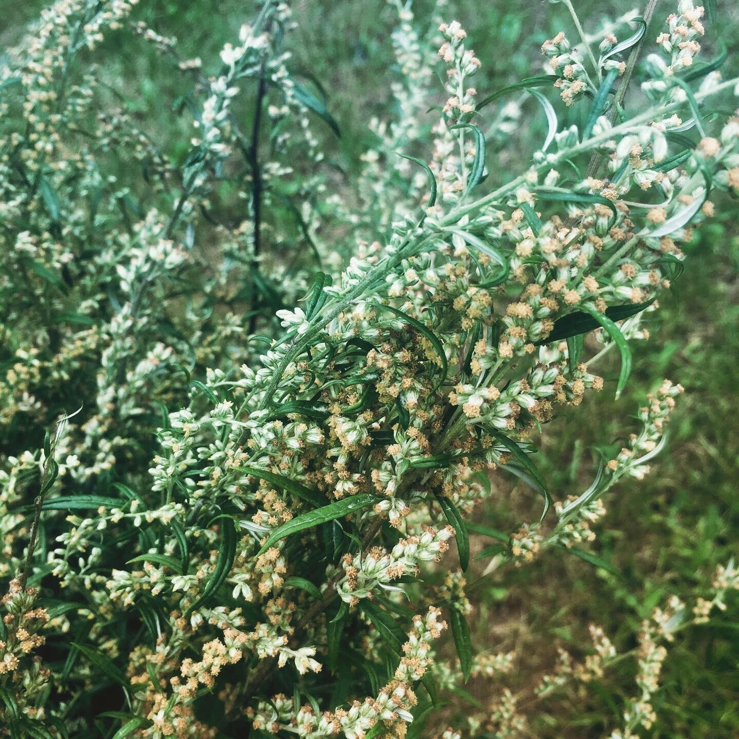 Dried Mugwort (Artemisia vulgaris)