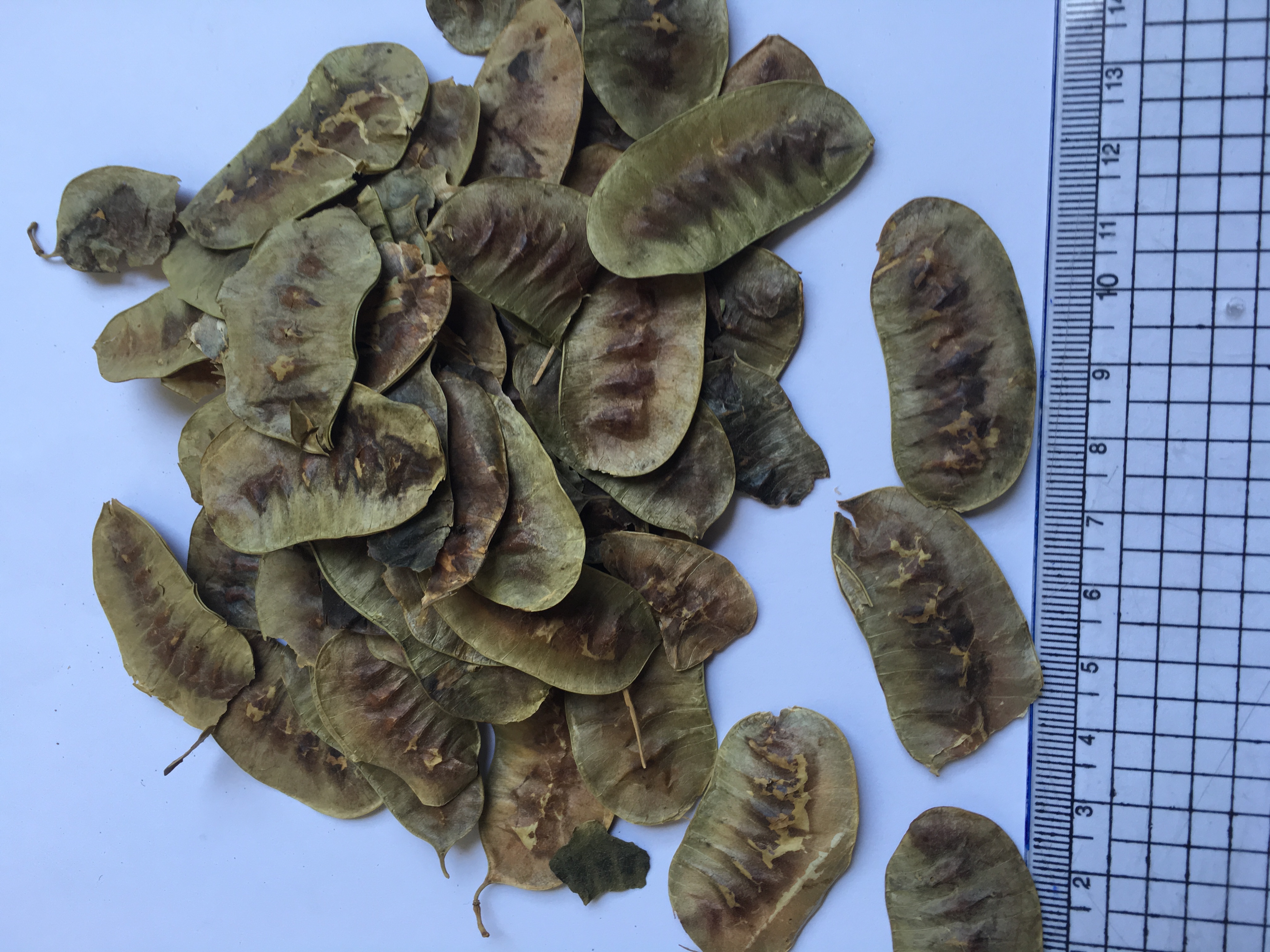 Dried Senna Leaves (Senna alexandrina)