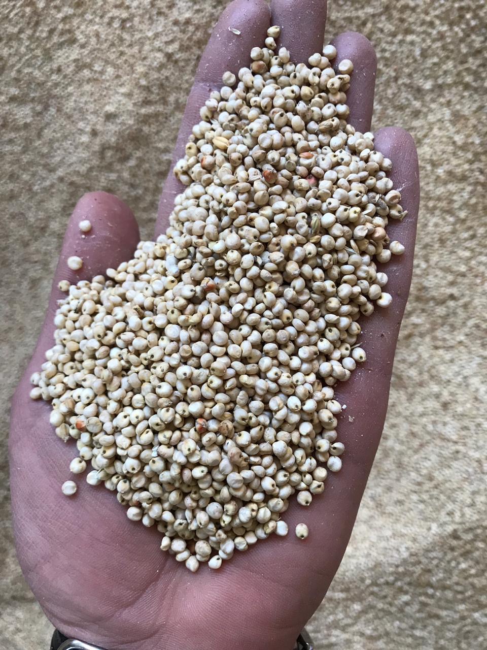 Sorghum (Sorghum bicolor)