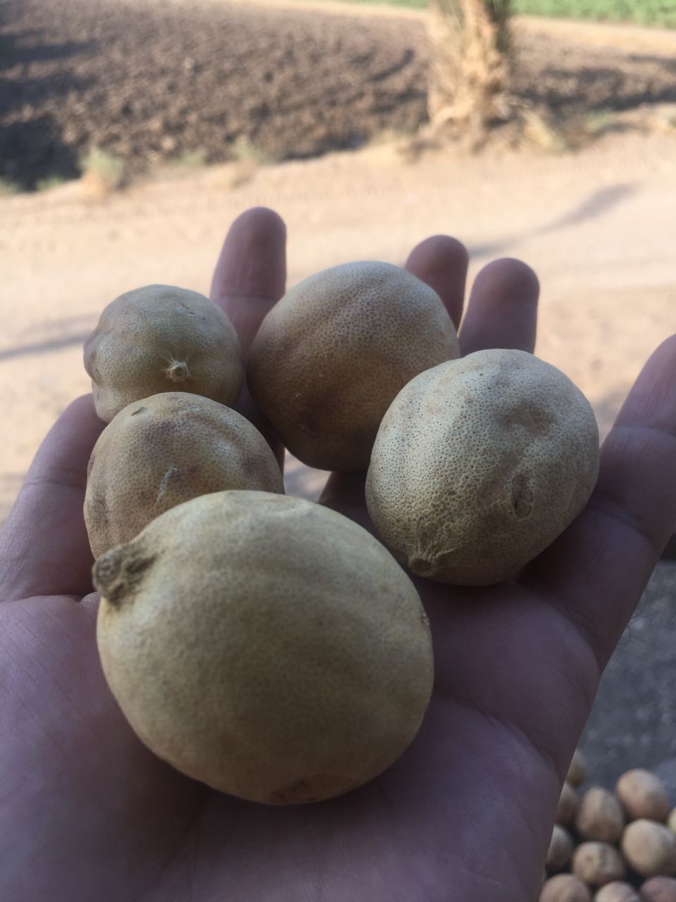 White Dried Lemon (Citrus limon)