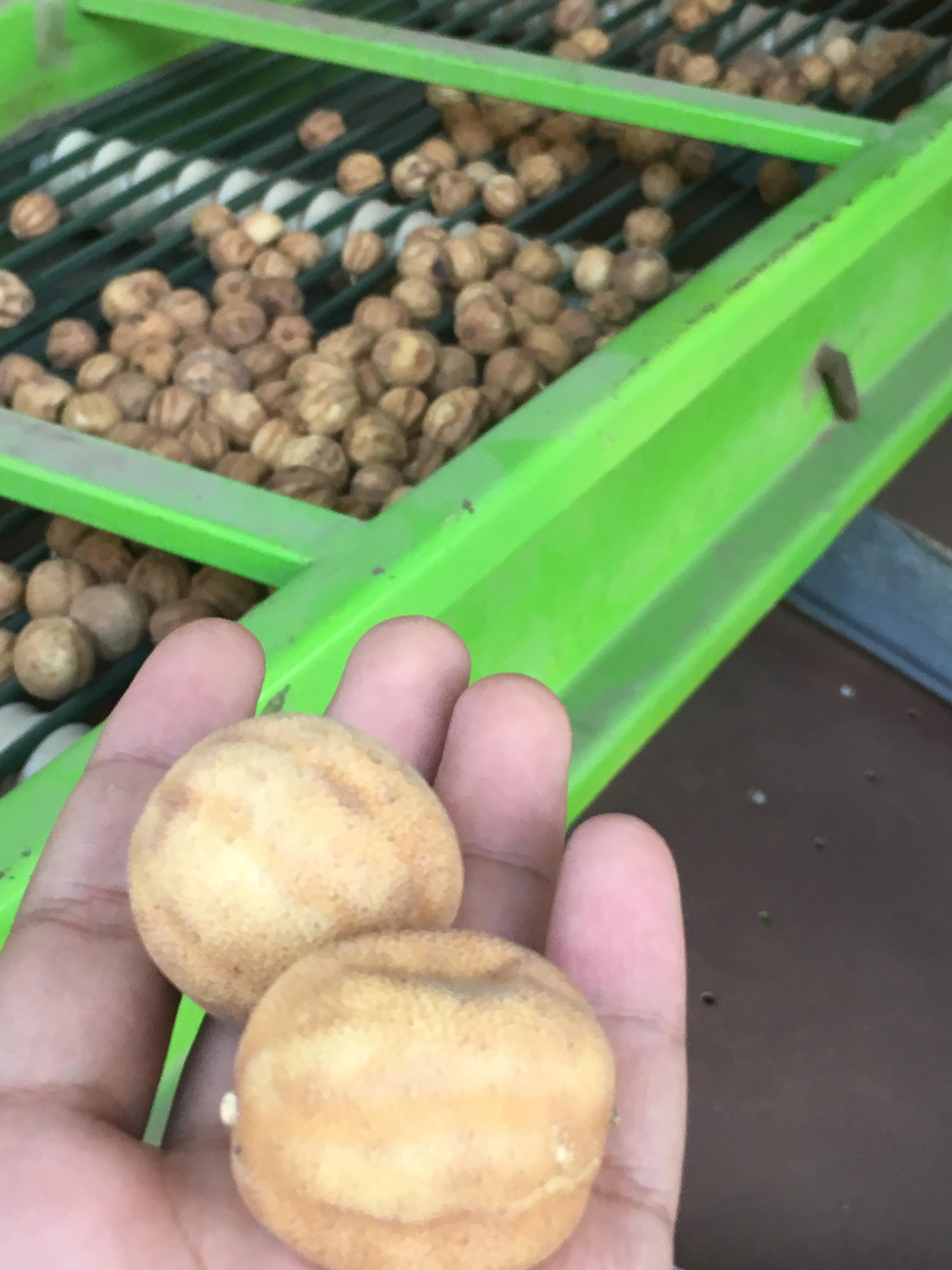 Yellowish Brown Dried Lemon (Citrus limon)