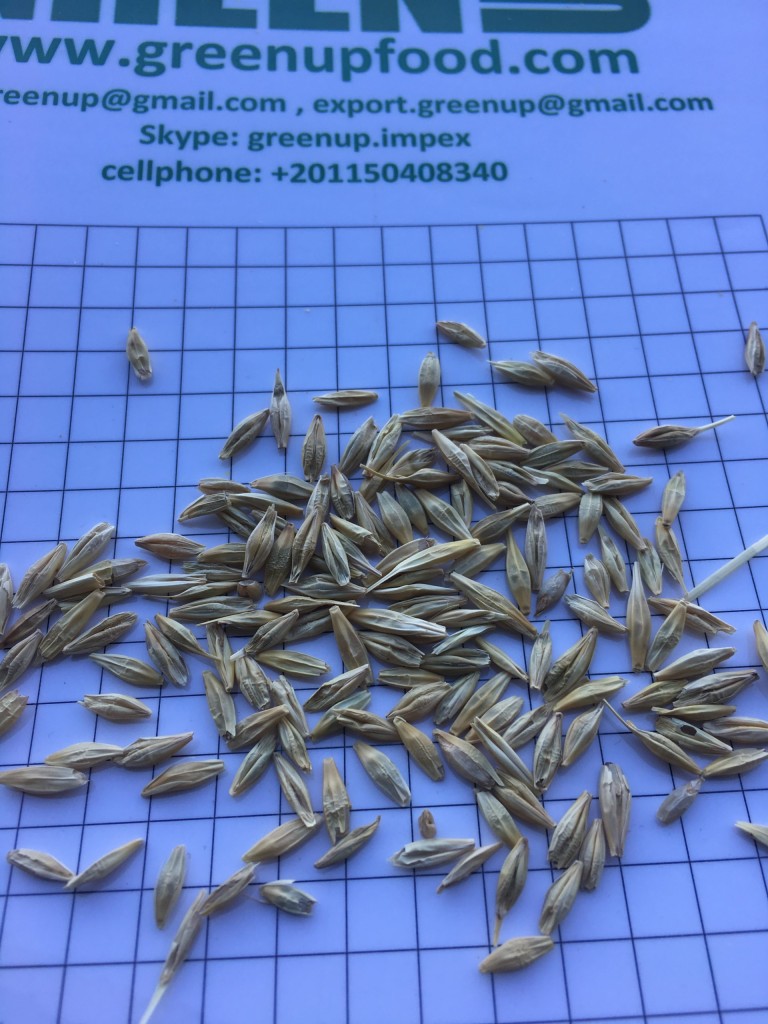 barley seeds By GreenUp