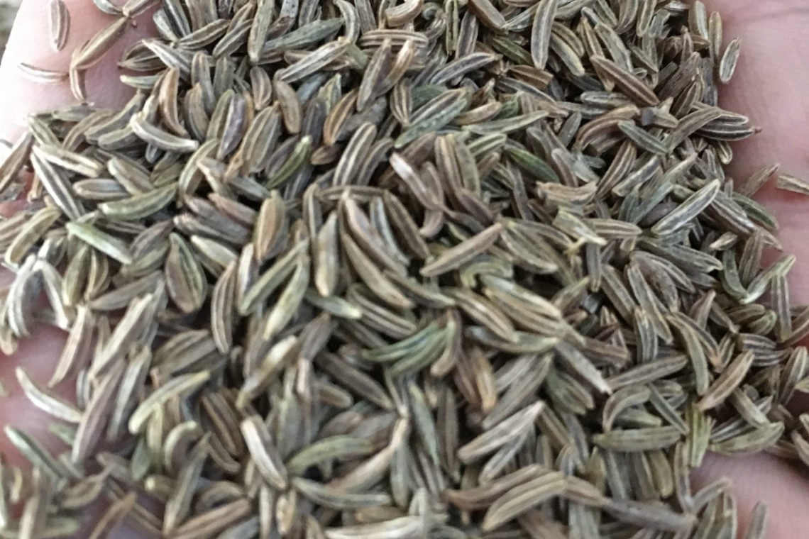 Caraway Seeds by GreeUp